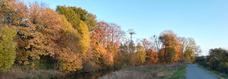 links herbstlich bunt gefärbte Bäume, rechts Weg, dazwischen Wiese mit teilweise vertrockneten Gräsern