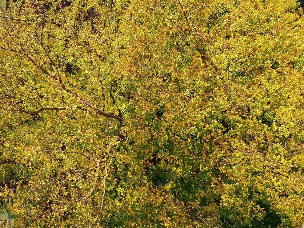 Ein bunt belaubter Baum im Herbst